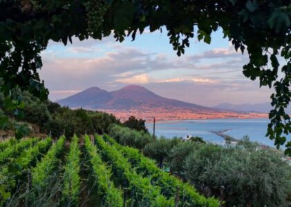 Le vigne metropolitane: un fenomeno in crescita tra storia, cultura e sostenibilità