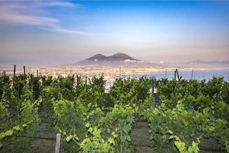 Vigne Metropolitane