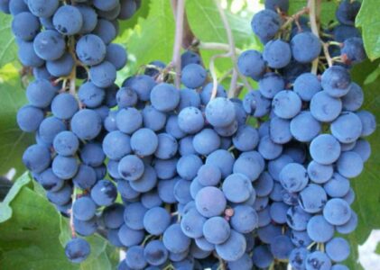 Il Malbec: Un Viaggio Tra le Vigne del Nuovo e Vecchio Mondo