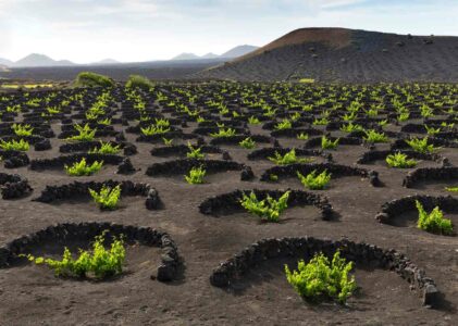 Vini Vulcanici: Un viaggio attraverso i terroir del mondo