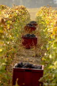 Champagne Nicolas Maillart