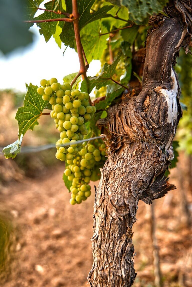 Vini del Sannio