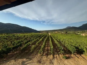 Cantina Berritta